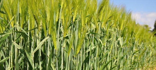 1024x680_winter-barley