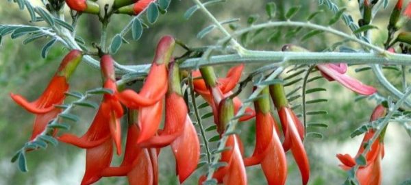 70050258-Sutherlandia-Frutescens