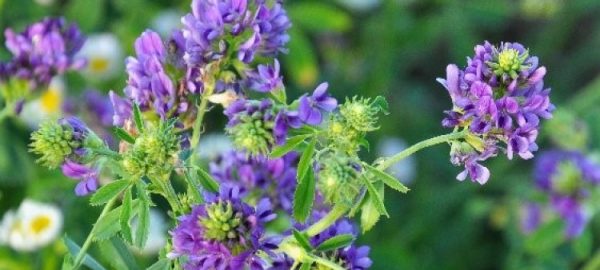 alfalfa_green_manure-750x750