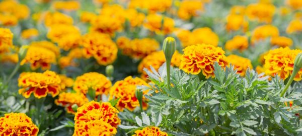 Beautiful colorful flower background.