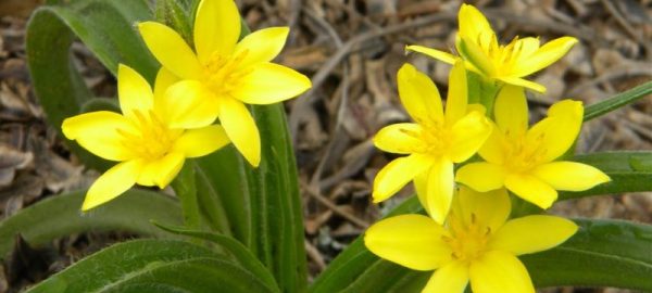hypoxis_hemerocallidea_flower